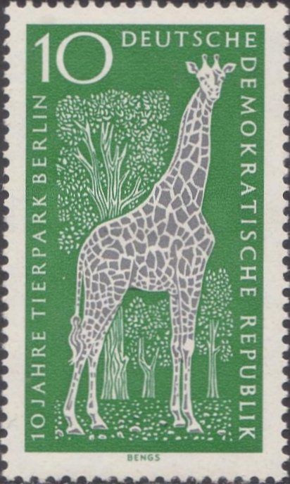 Angolan Giraffe (Giraffa camelopardalis angolensis)