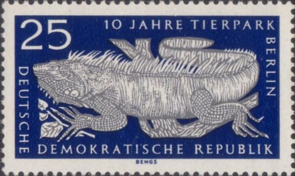 Green Iguana (Iguana iguana)