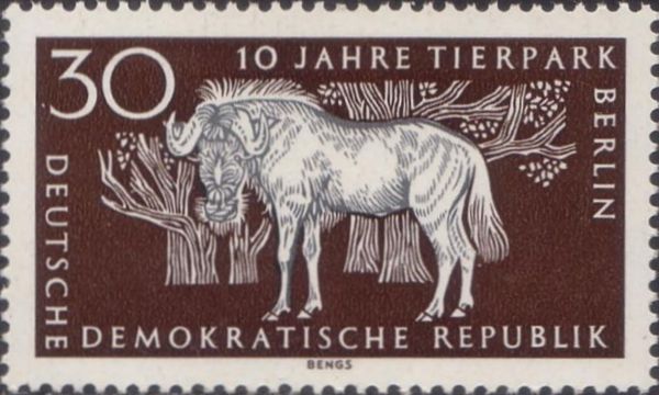Black Wildebeest (Connochaetes gnou)
