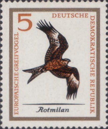 Red Kite (Milvus milvus)
