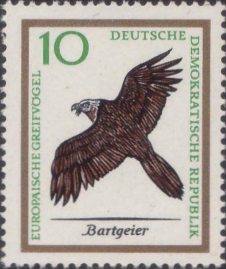 Bearded Vulture (Gypaëtus barbatus aureus)
