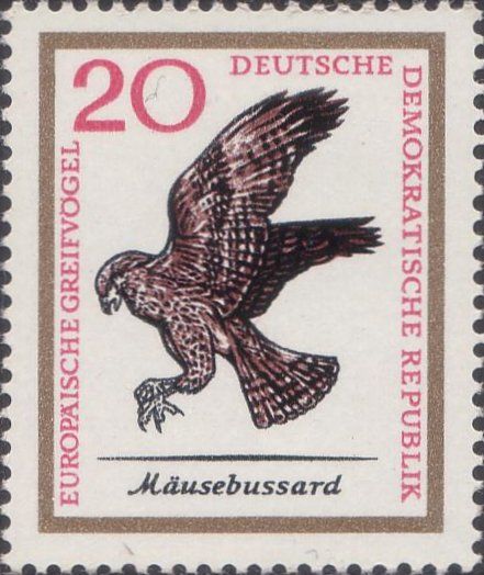 Common Buzzard (Buteo buteo)