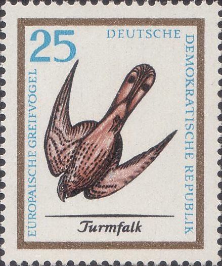 Common Kestrel (Falco tinnunculus)
