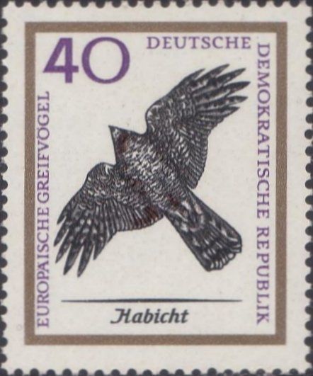 Northern Goshawk (Accipiter gentilis)