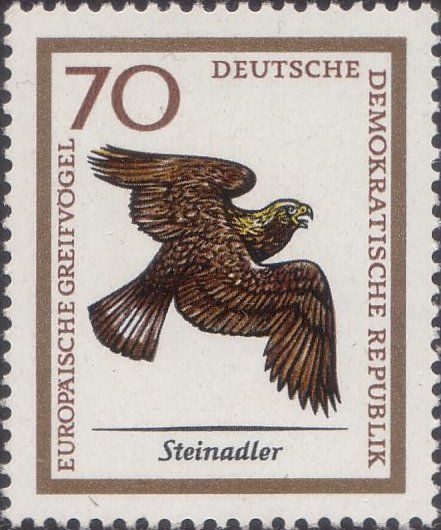 Golden Eagle (Aquila chrysaetos)