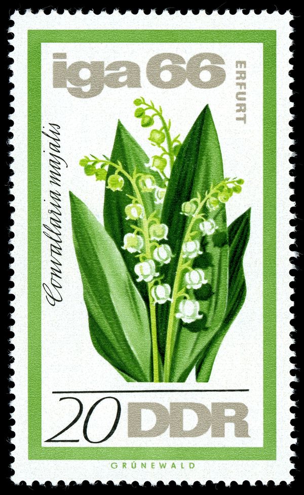 Lily of the Valley (Convallaria majalis)