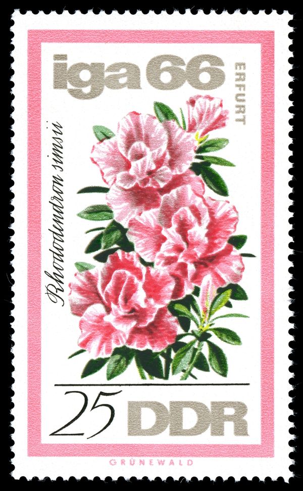 Rhododendron (Rhododendron simsii)
