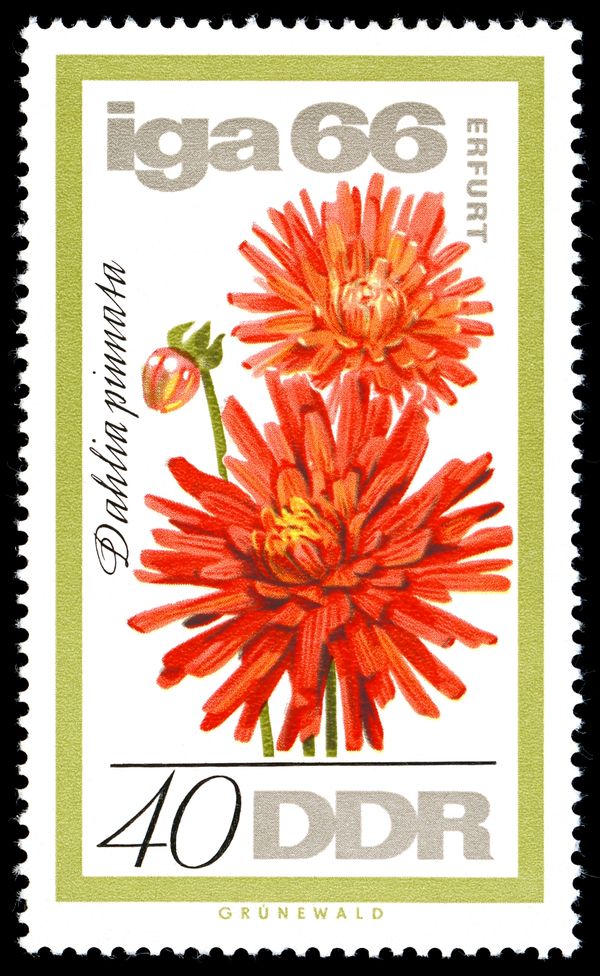 Dahlia (Dahlia pinnata)