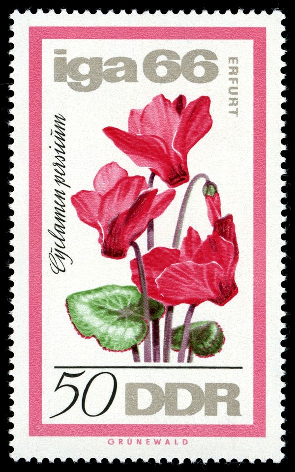 Cyclamen (Cyclamen persicum)