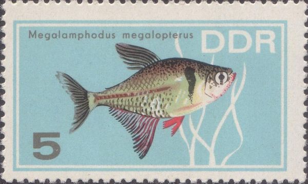 Black Phantom Tetra (Megalamphodus megalopterus)