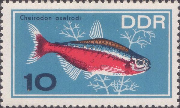 Cardinal Tetra (Cheirodon axelrodi)