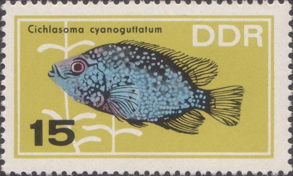 Rio Grande Cichlid (Cichlasoma cyanoguttatum)