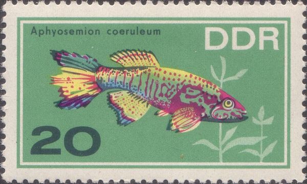 Blue Gularis (Aphyosemion coeruleum)