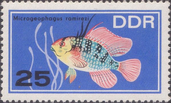 Ramirez's Dwarf Cichlid (Mikrogeophagus ramirezi)