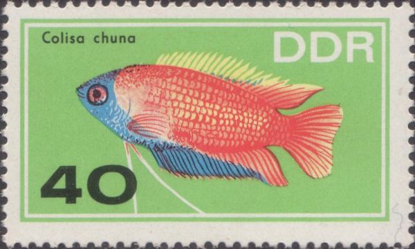 Honey Gourami (Colisa chuna)