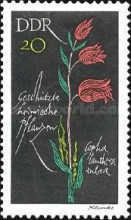 Red Helleborine (Cephalanthera rubra)