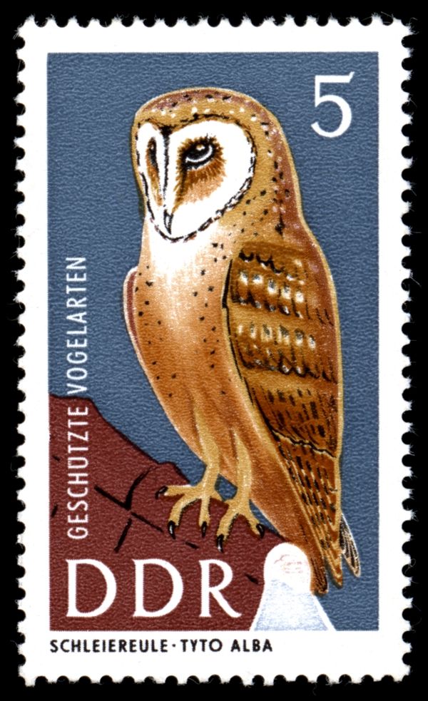 Common Barn Owl (Tyto alba)