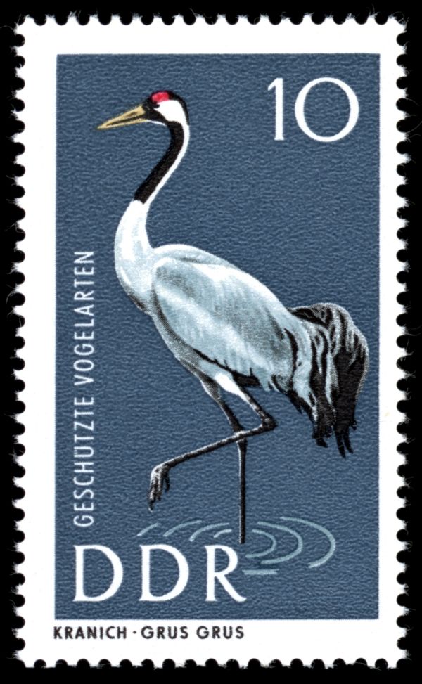 Common Crane (Grus grus)