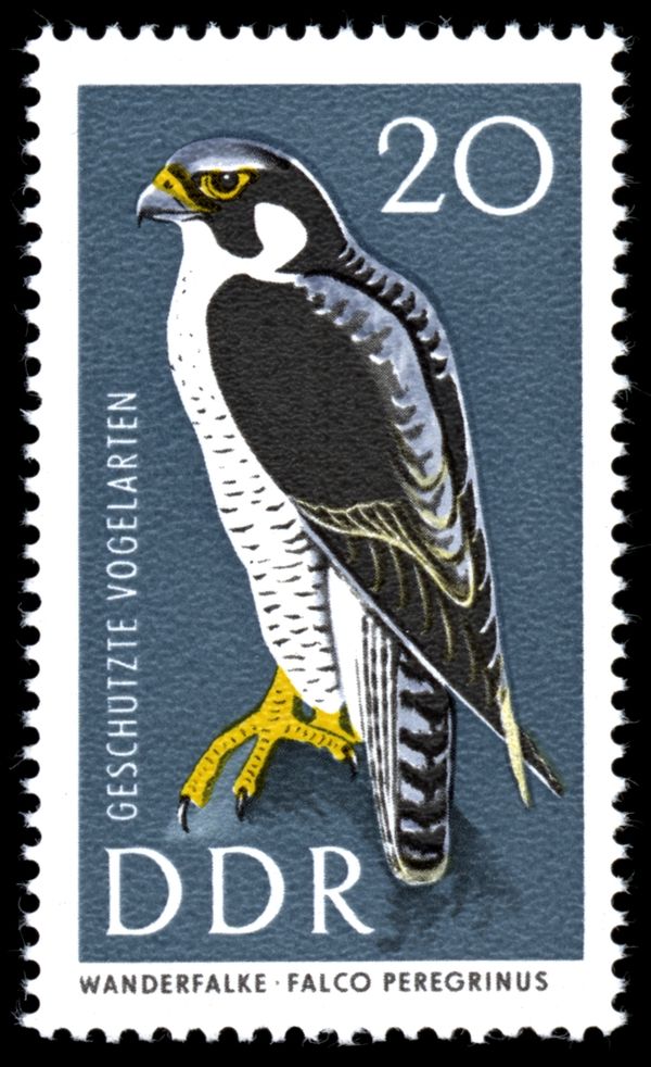 Peregrine Falcon (Falco peregrinus)