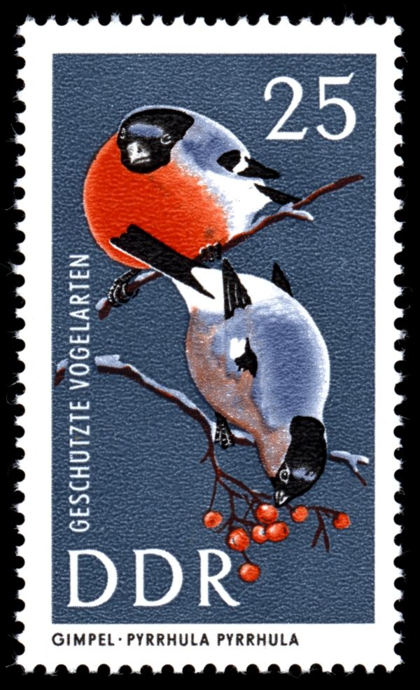 Eurasian Bullfinch (Pyrrhula pyrrhula)