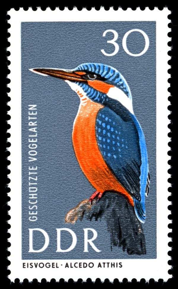 Common Kingfisher (Alcedo atthis)