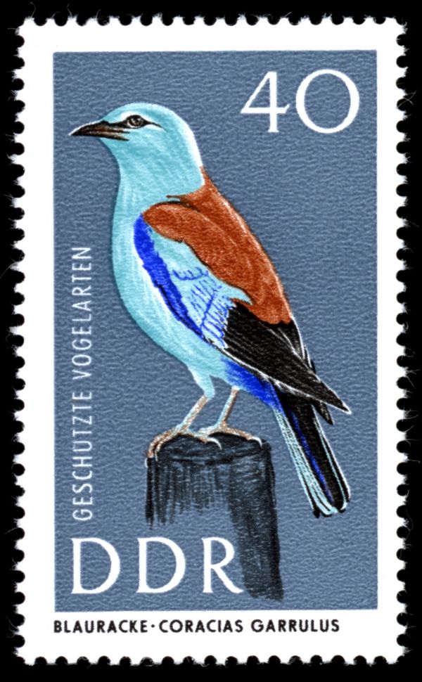 European Roller (Coracias garrulus)