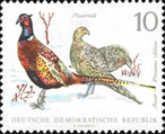 Common Pheasant (Phasianus colchicus)