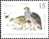 Gray Partridge (Perdix perdix)