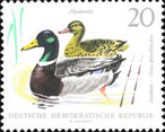 Mallard (Anas platyrhynchos)