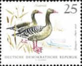 Greylag Goose (Anser anser)