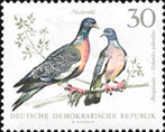 Wood Pigeon (Columba palumbus)