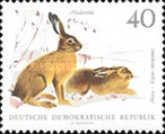 European Hare (Lepus europaeus)