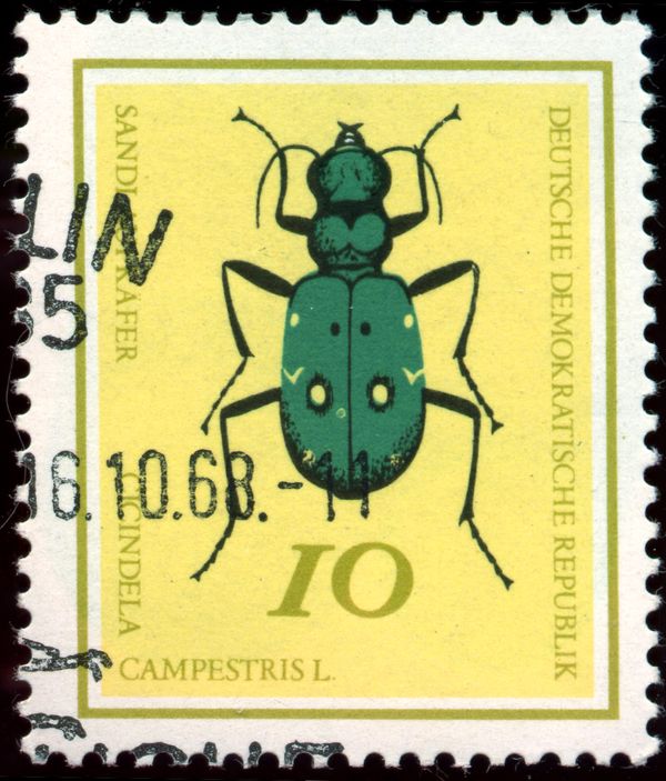 Green Tiger Beetle (Cicindela campestris)