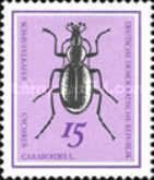 Snail-eating Beetle (Cychrus caraboides)