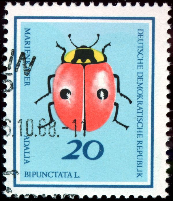 Two-spotted Ladybird (Adalia bipunctata)