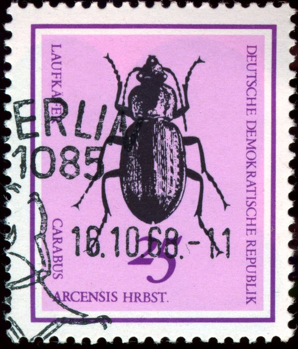 Ground Beetle (Carabus arcensis)