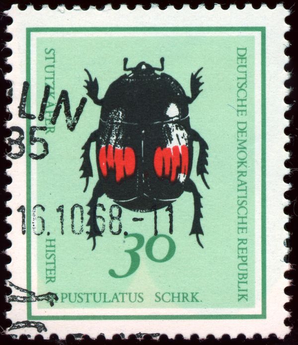 Stutz Beetle (Hister bipustulatus)