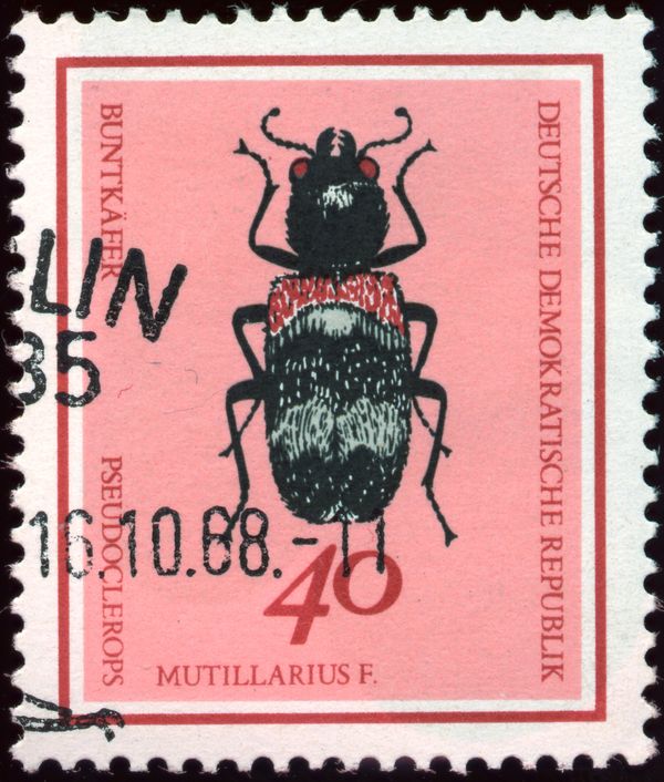 Checkered Beetle (Pseudoclerops mutillarius)