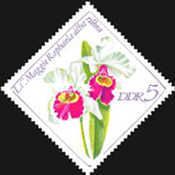 Laelio-Cattleya Maggie Raphaela alba rubra