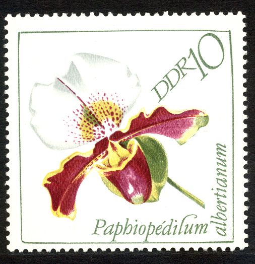 Paphiopedilum albertianum