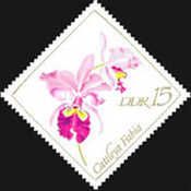 Cattleya fabia