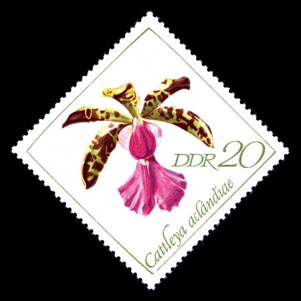 Cattleya aclandiae