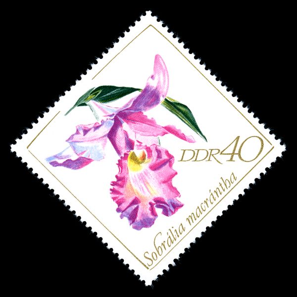 Sobralia macrantha