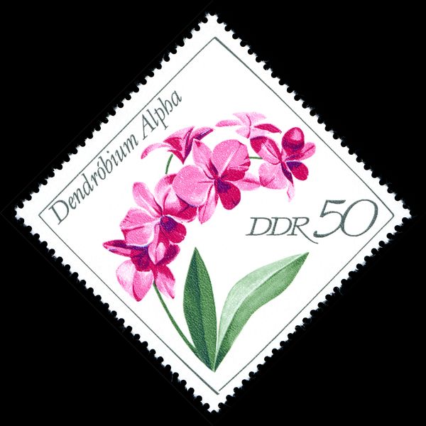 Dendrobium alpha