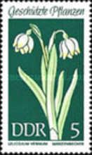 Spring Snowflake (Leucojum vernum)