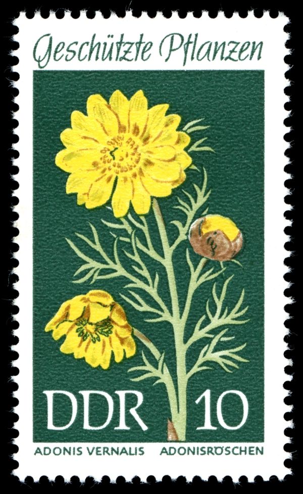 Yellow Pheasant's-eye (Adonis vernalis)