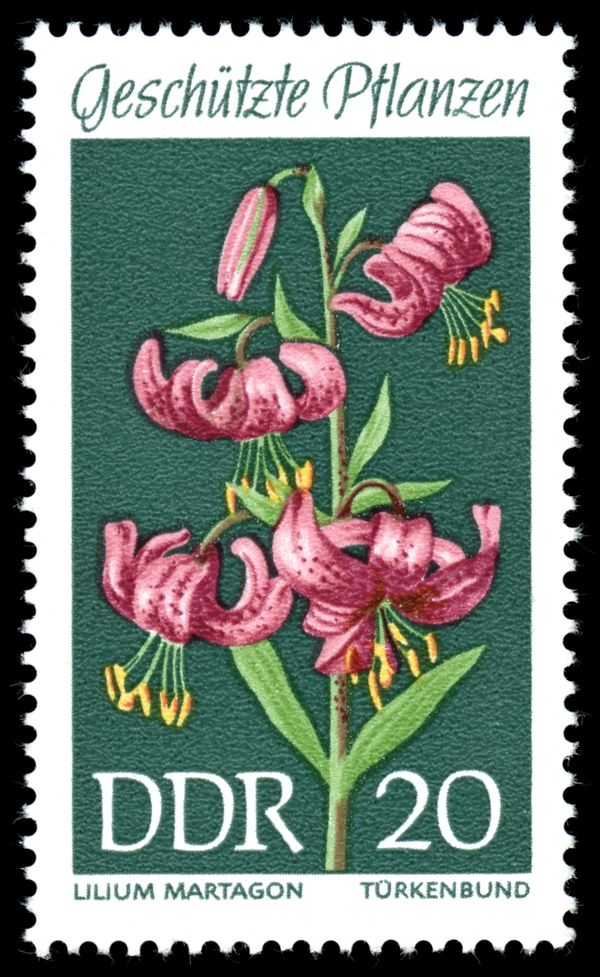 Martagon Lily (Lilium martagon)