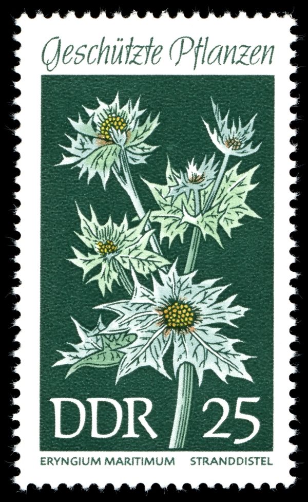 Sea Holly (Eryngium maritmum)