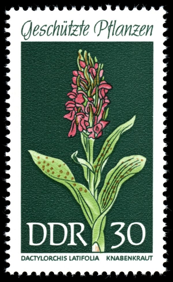 Western Marsh Orchid (Dactylorchis latifolia)