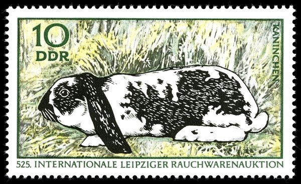 Domestic Rabbit (Oryctolagus cuniculus domesticus)